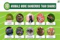 15 Animals Surprisingly More Deadly Than Sharks