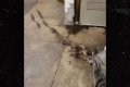 Rats Run Out From Under Homeless Person's Blanket on NYC Subway Platform